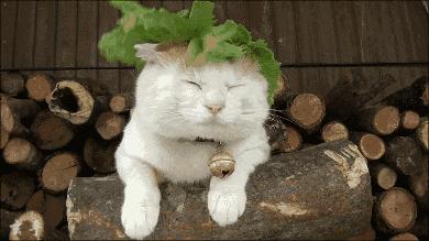 4款怕冷的药，可能被你活活“冻伤”了