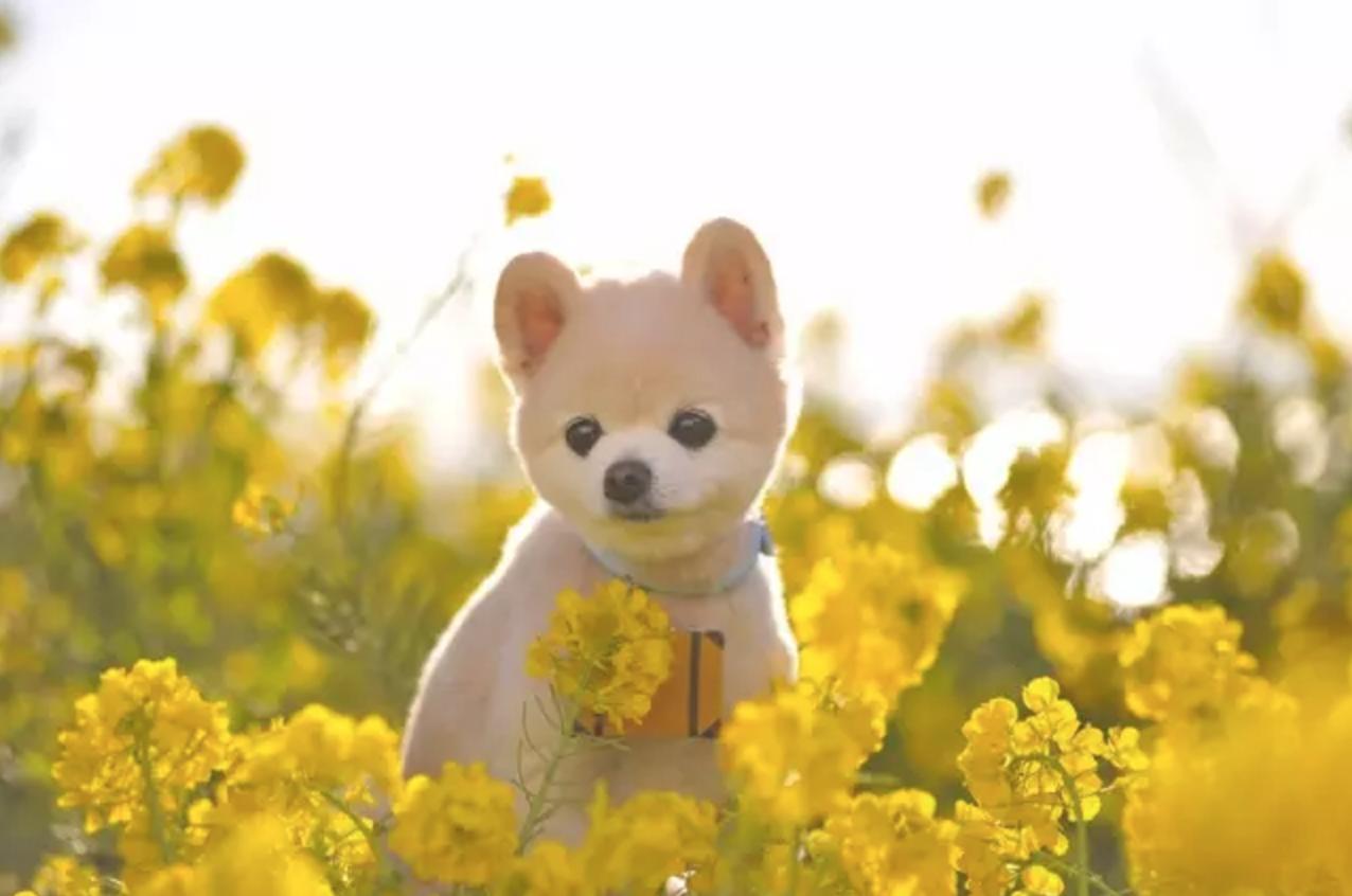 “中国土狗”比“日本土狗”差在哪里？