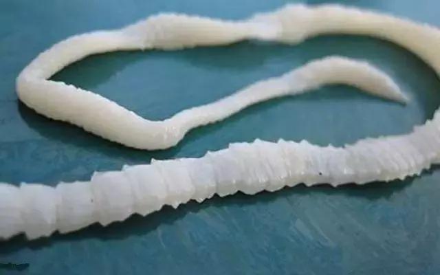 公开课狗狗,狗狗拉肚子吐了不吃饭什么原因