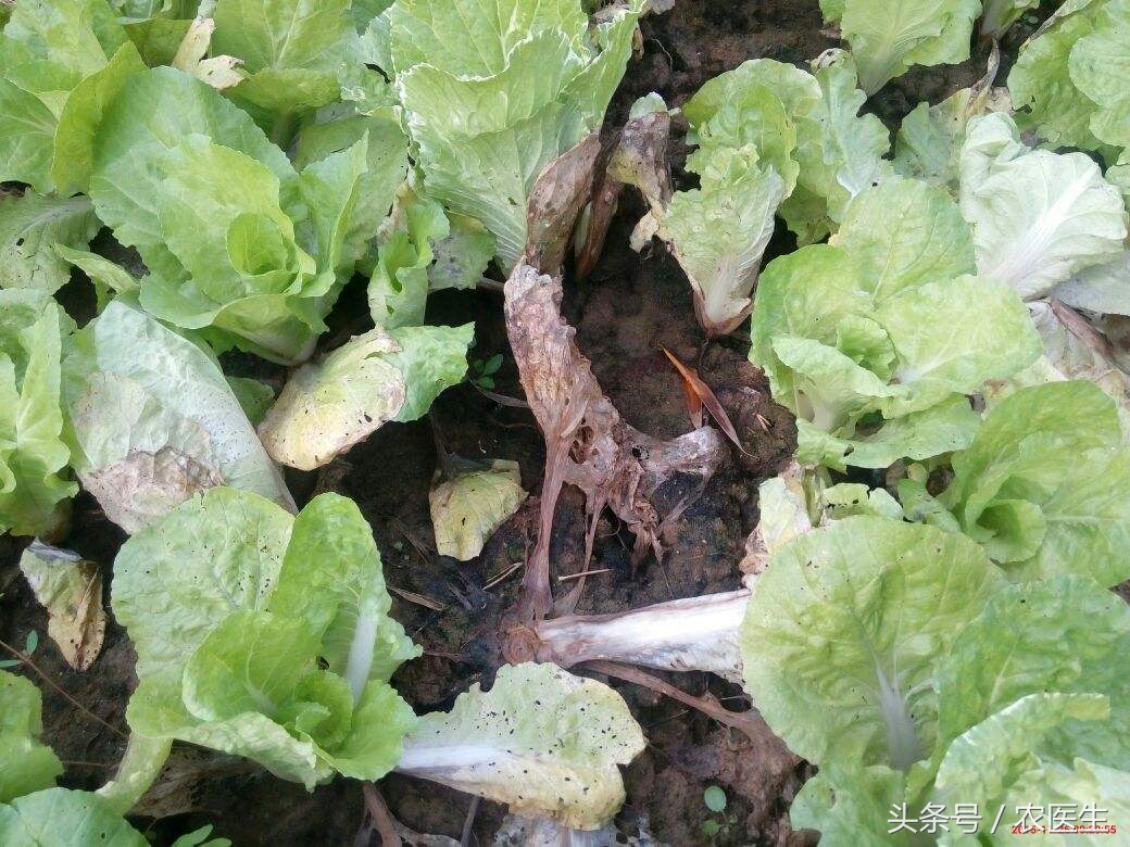 小白菜叶子烂了是什么原因,小白菜根部烂掉是怎么回事