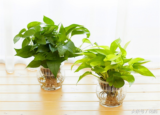 土培绿萝转水培正确方法,绿萝土培转水培的正确方法