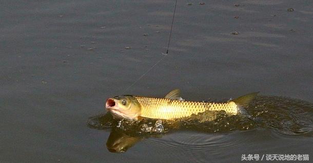 鱼钩最牢固的绑钩方法视频,钓鱼教程简单方便的绑鱼钩方法