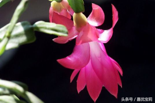 螃蟹爪花苞,螃蟹爪花稀有