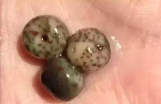 星月菩提刚开始玩就碰水变红了,星月菩提泡液体实验