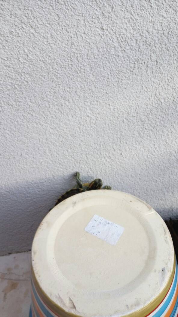 沙漠里有一只巴西龟,博学多才的一只巴西龟