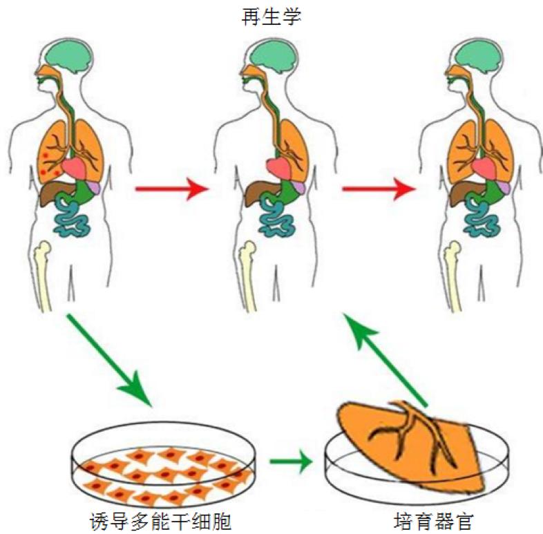 干细胞疗法癌症,生物干细胞真的能治癌症吗