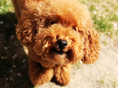 泰迪狗狗突然不让摸一摸就叫,泰迪狗狗乱咬鞋怎么办