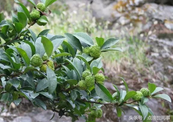 生长在山野的“山荔枝”俗称“黄鸡卵”，它的药用功效还真不少