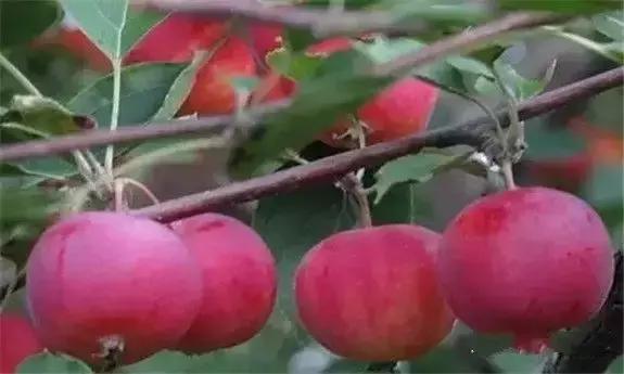 东北人的最爱,东北人的最爱东北大冻梨