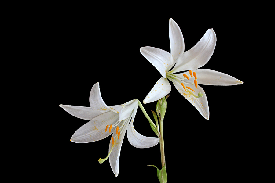 支气管炎咳嗽能吃百合粥吗,百合润肺粥治咳嗽