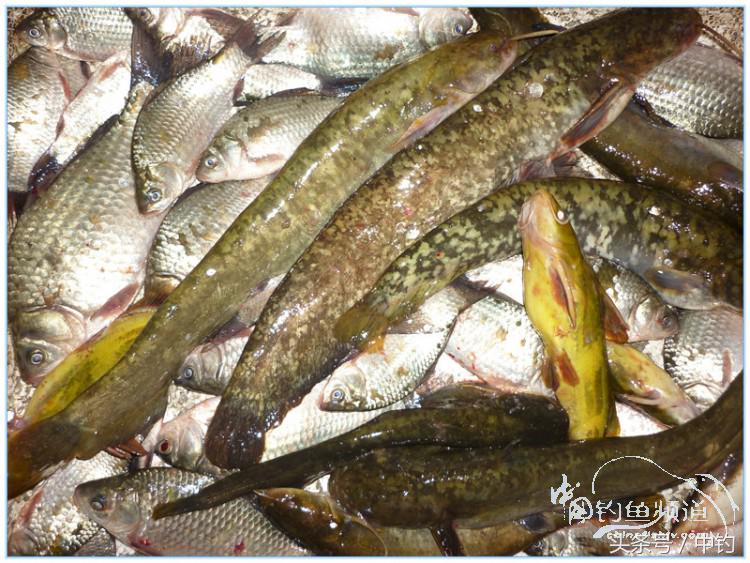 虎岭钓鱼路亚,虎岭钓鱼场