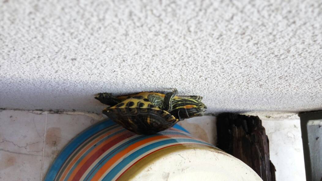 沙漠里有一只巴西龟,博学多才的一只巴西龟