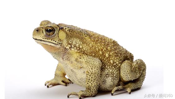 抗癌蟾蜍,最有效的抗癌偏方蟾蜍