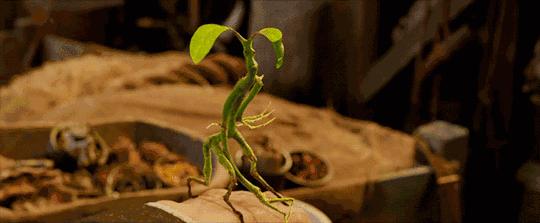 读了麻瓜麻鸡魔法入门，《神奇动物》会好看100倍