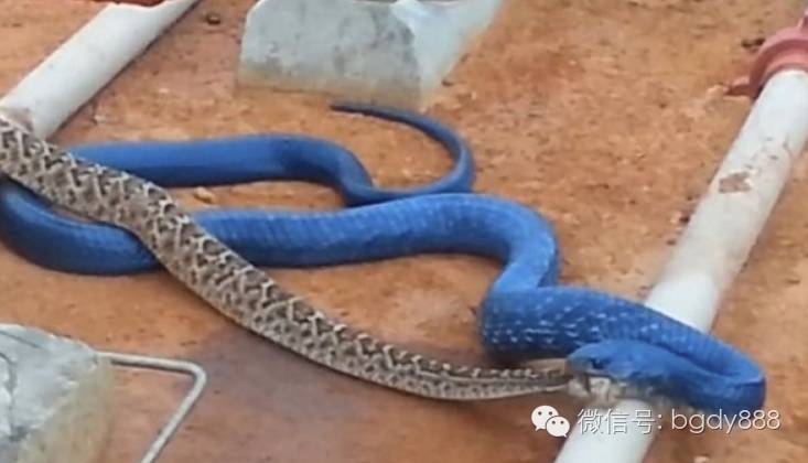 读了麻瓜麻鸡魔法入门，《神奇动物》会好看100倍