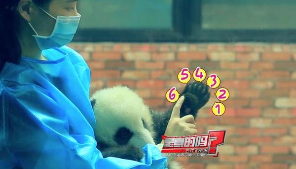 大熊猫前爪有多少个手指,大熊猫右手是否有六只手指