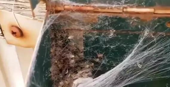 澳大利亚女子在家里发现巨型蜘蛛,澳大利亚巨型蜘蛛产子