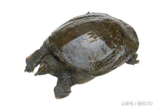 请问甲鱼怎样吃好适宜哪些人群,甲鱼怎么吃能延年益寿