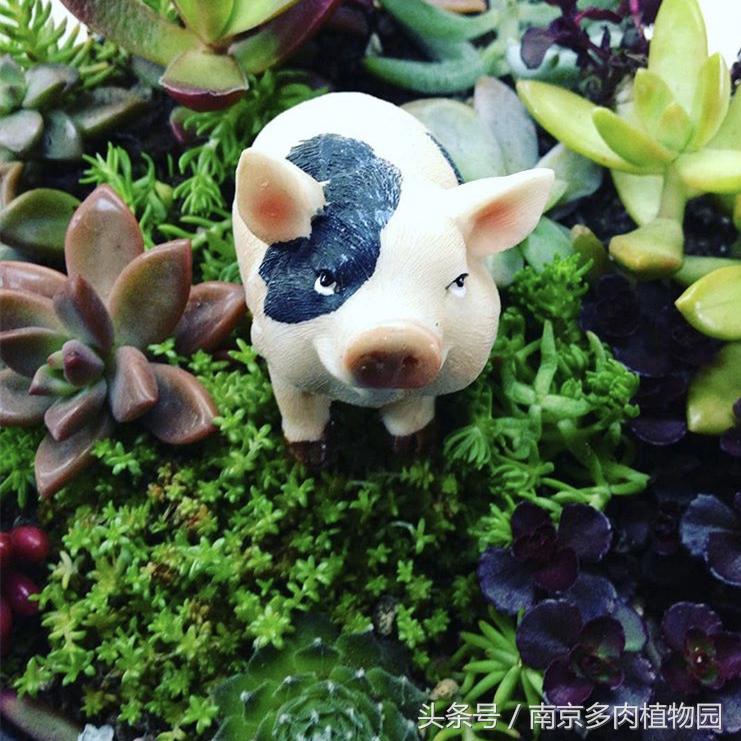 乐高积木成人款植物多肉,小玩具乐高