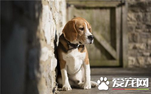 比格犬有体味不重的吗,比格犬体味重怎么回事