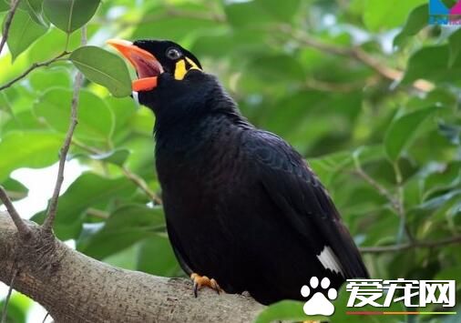 鹩哥几个月可以自己吃干粮,鹩哥是什么时候开始换毛