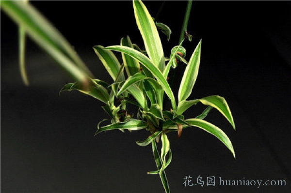 水培油画吊兰的养殖方法,怎样水培金边吊兰又可以养鱼