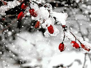 「诗词鉴赏」倾城一夜雪万物皆覆白