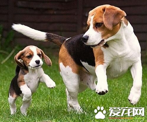 小时候的比格犬和长大后的比格犬,比格犬好养吗性格怎么样