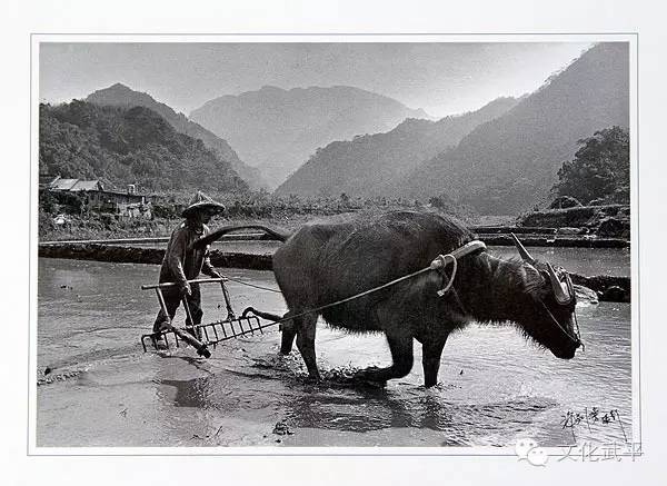 “牙人”、“相牛”——你知道这些即将失传的术语吗？