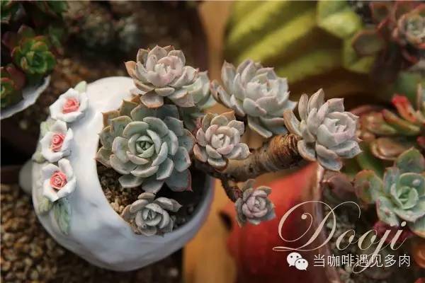 老桩大群多肉,大盆群生老桩图片大全