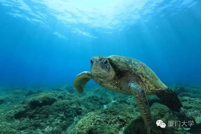 特色课程游泳课内容,隐藏的体育课