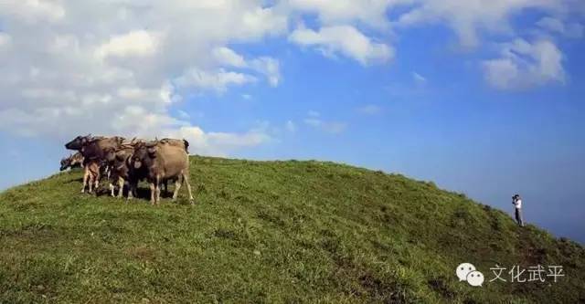 “牙人”、“相牛”——你知道这些即将失传的术语吗？