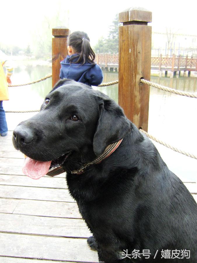 大狗黑色黄色,大狗黑灰色