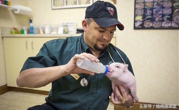 母猪不吃食小猪没奶水拉稀怎么办,母猪奶水不好顽固性拉稀
