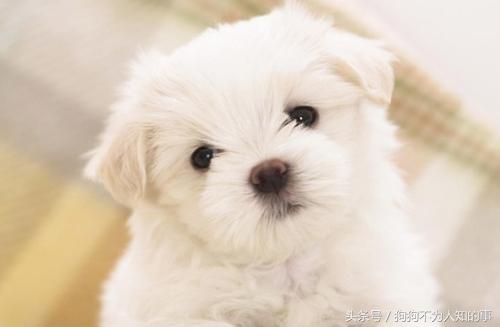 狗狗便便不成形什么原因,狗狗的便便不成形怎么回事儿