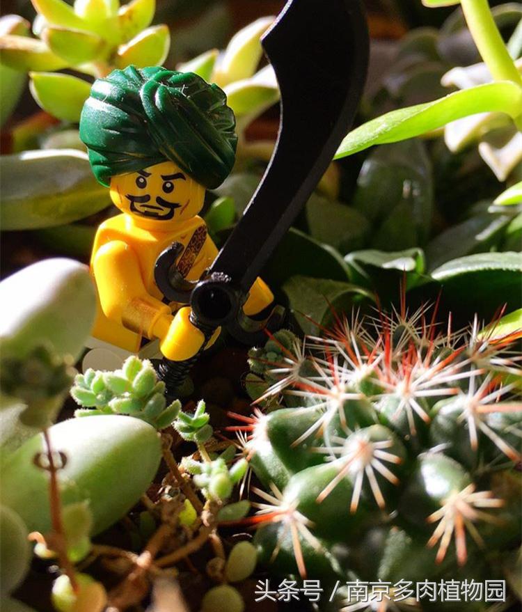 乐高积木成人款植物多肉,小玩具乐高