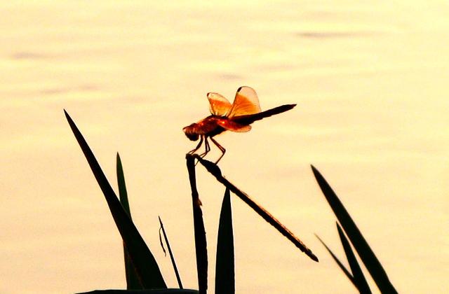 冷冻活鱼是不是太残忍,日本溜冰场冻活鱼