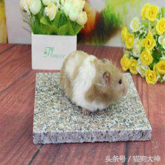 养仓鼠该怎么养不让它咬你,混养仓鼠的正确方法