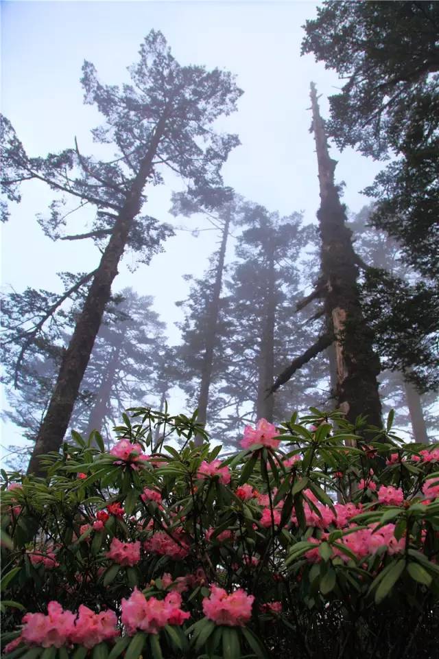成都川西小环线4天自驾免费景点,成都自驾川西景点推荐