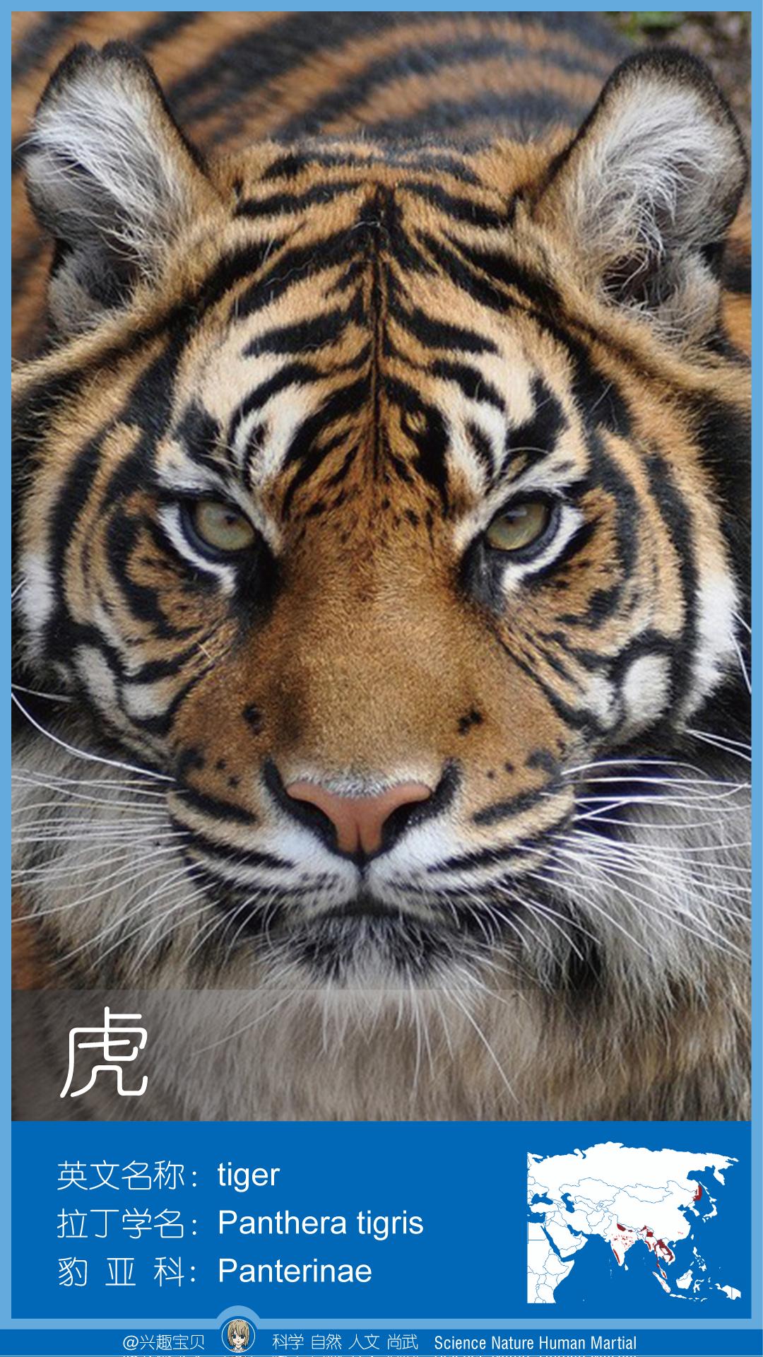 所有36种猫科动物排行,兴趣宝贝21期