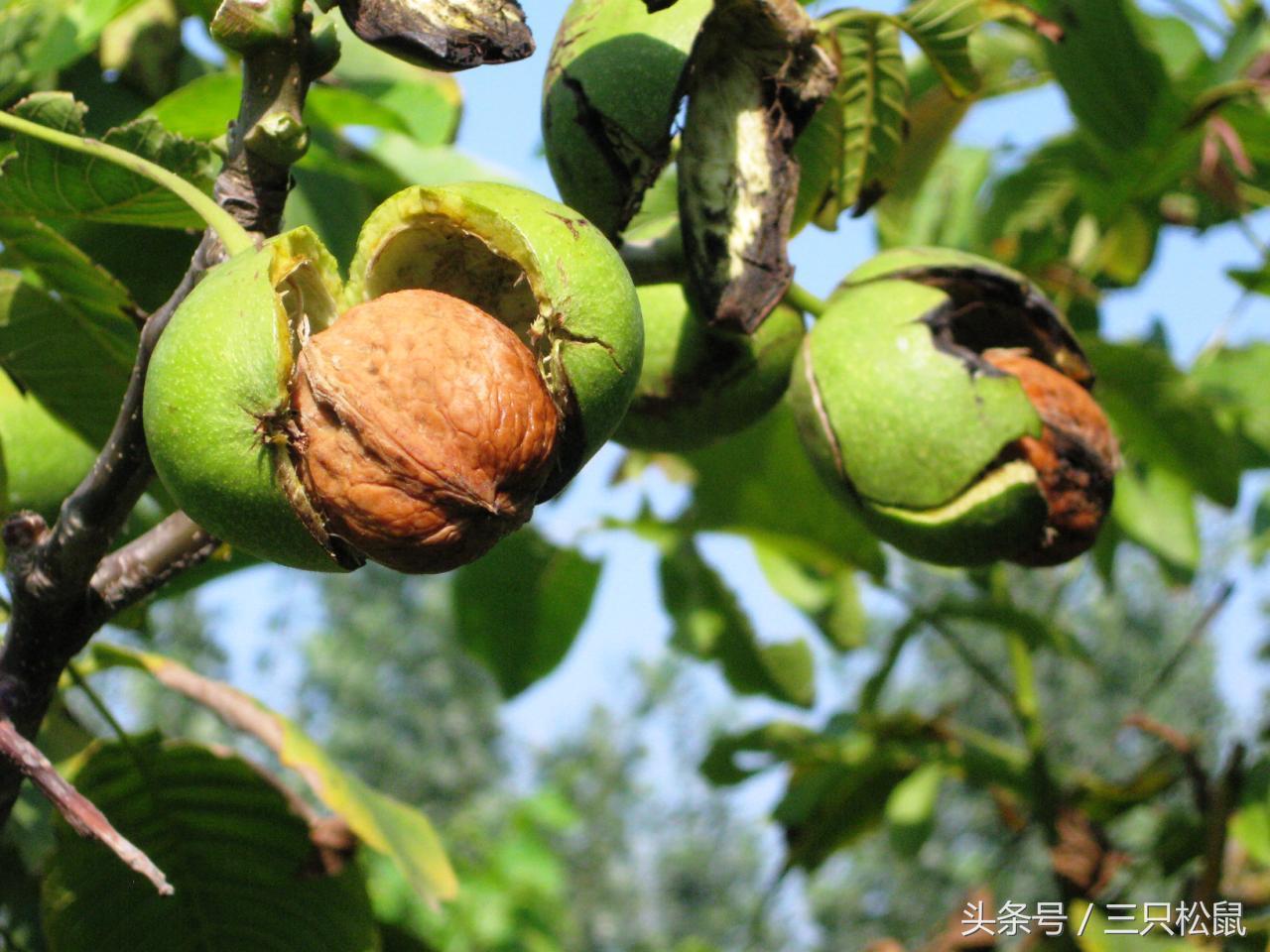 被称为长寿果的是哪种松果,一个被称之为长寿果的坚果