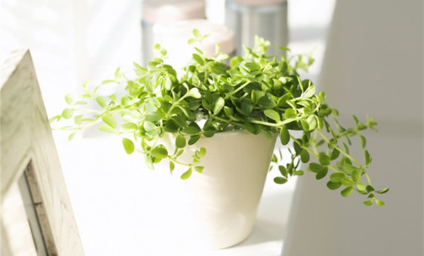 盆花叶子发黄怎么处理,养花叶子发黄处理方法