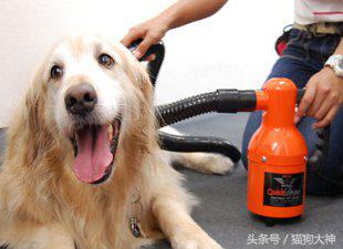 养宠攻略给猫洗澡的步骤和流程,教你如何在家给狗狗正确做洗护