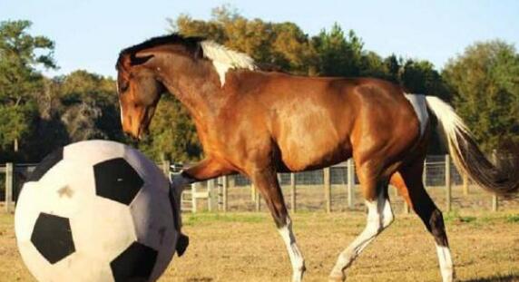 动物趣闻大全400字,动物趣闻