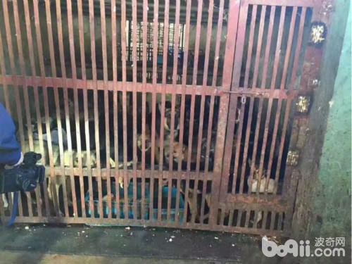 土狗丢弃在菜市场能存活几天,宠物市场救流浪狗