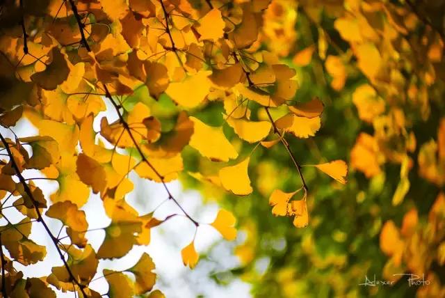 成都最萌的“银杏宝宝”在哪里？快来拿金色大礼！