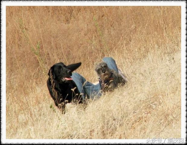 大狗黑色黄色,大狗黑灰色