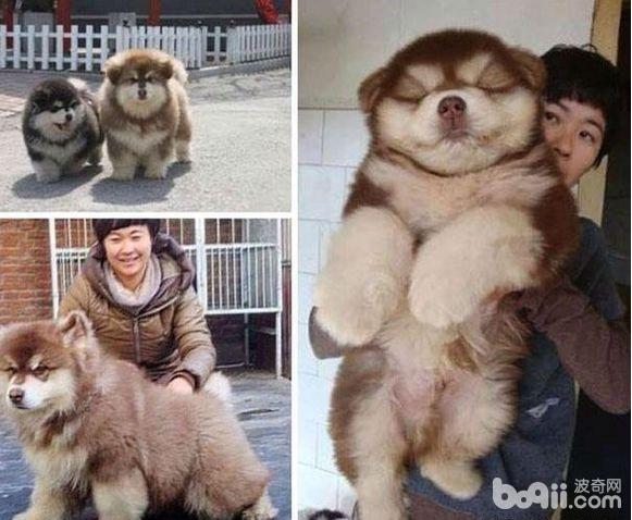 这十种狗的出现刷新了我的认知,6种可爱又好养的狗