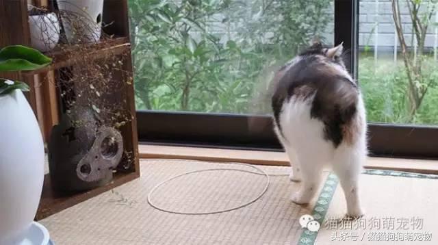 教你如何抓住小偷,教你如何抓住快速上涨的股票