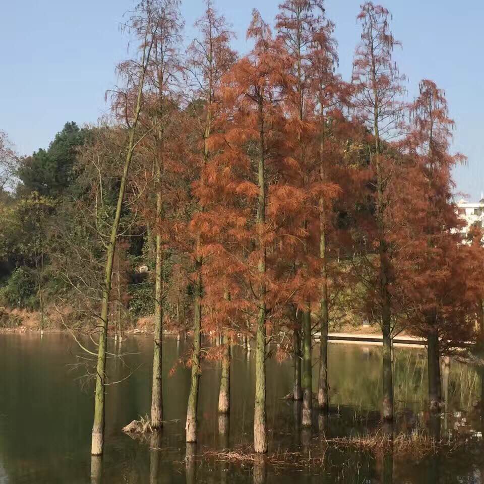 为什么北方的皮肤比南方好,南方女生皮肤为什么那么好